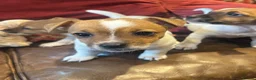 Jack Russell dogs for sale: 3 beautiful Jack Russel girls  - Advert 3