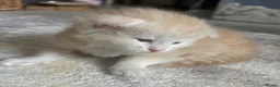 Maine Coon cats for sale: Pure mainecoon kittens  - Advert 6