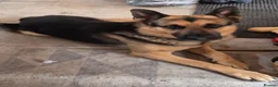 German Shepherd dogs for sale: German Shepherd Puppies Home Bred - Advert 5