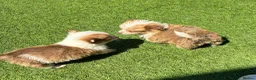 Chihuahua dogs for sale: Chihuahua puppies - Advert 3