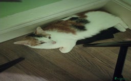 American Shorthair cats for sale: 2 boys for sale  - Image 1