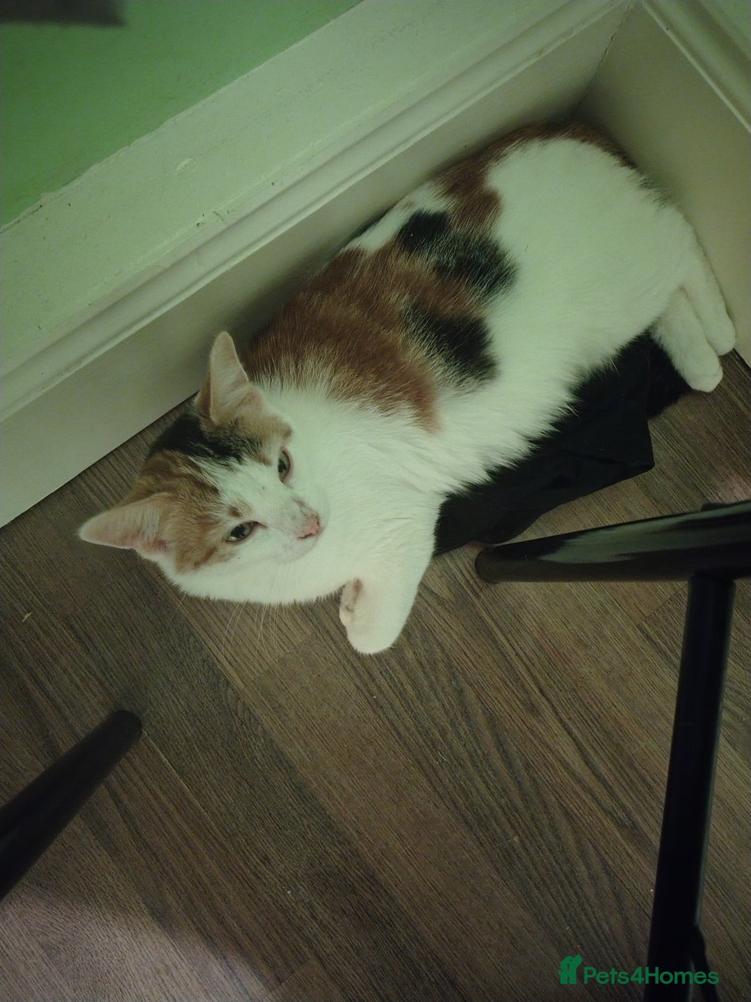 American Shorthair cats for sale: 2 boys for sale  - Image 1