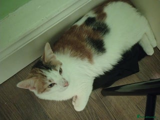 American Shorthair cats for sale - Advert 1