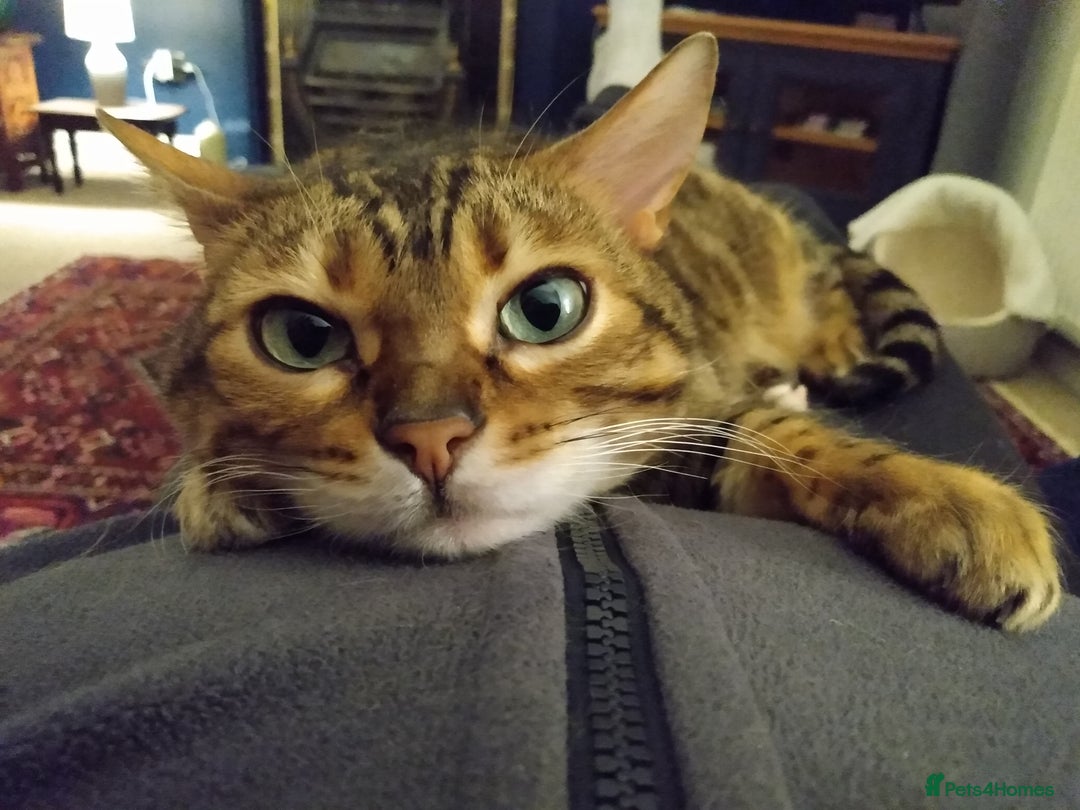 Bengal cats for sale: Bengal female indoors cat. - Image 3