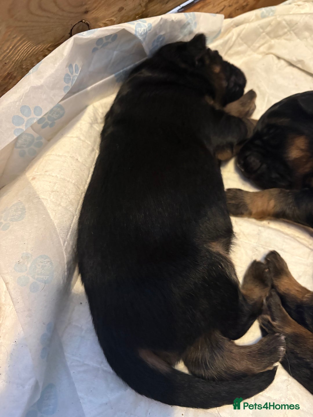 German Shepherd dogs for sale: KC registered long haired German Shepherd puppies - Advert 17