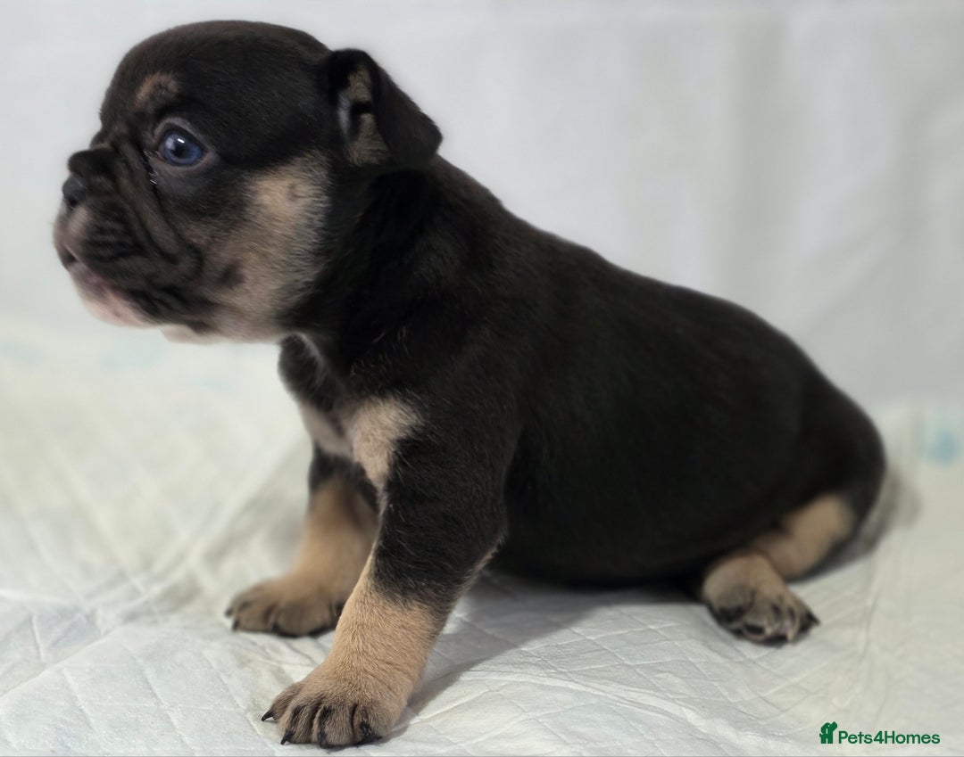 French Bulldog dogs for sale: TOP QUALITY KC REG FRENCHIES AVAILABLE  - Image 21