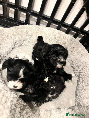Mixed Breed dogs Maltese cross Chinese crested puppies for sale - Advert 12