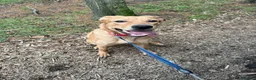 Mixed Breed dogs for sale: Kodi  in Blyth - Advert 3