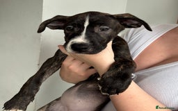 Mixed Breed dogs for sale: American bulldog X Dutch shepherd  - Image 4