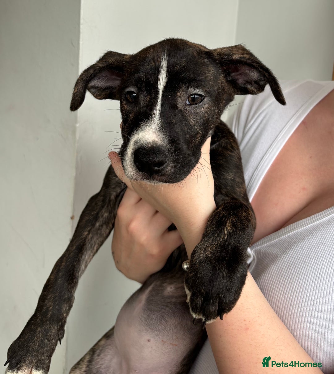 Mixed Breed dogs for sale: American bulldog X Dutch shepherd  - Image 4
