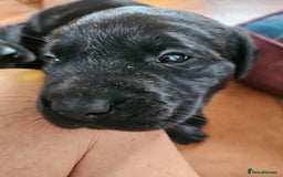 Labrador Retriever dogs for sale: KC Registered Black Labrador Puppies - Image 7