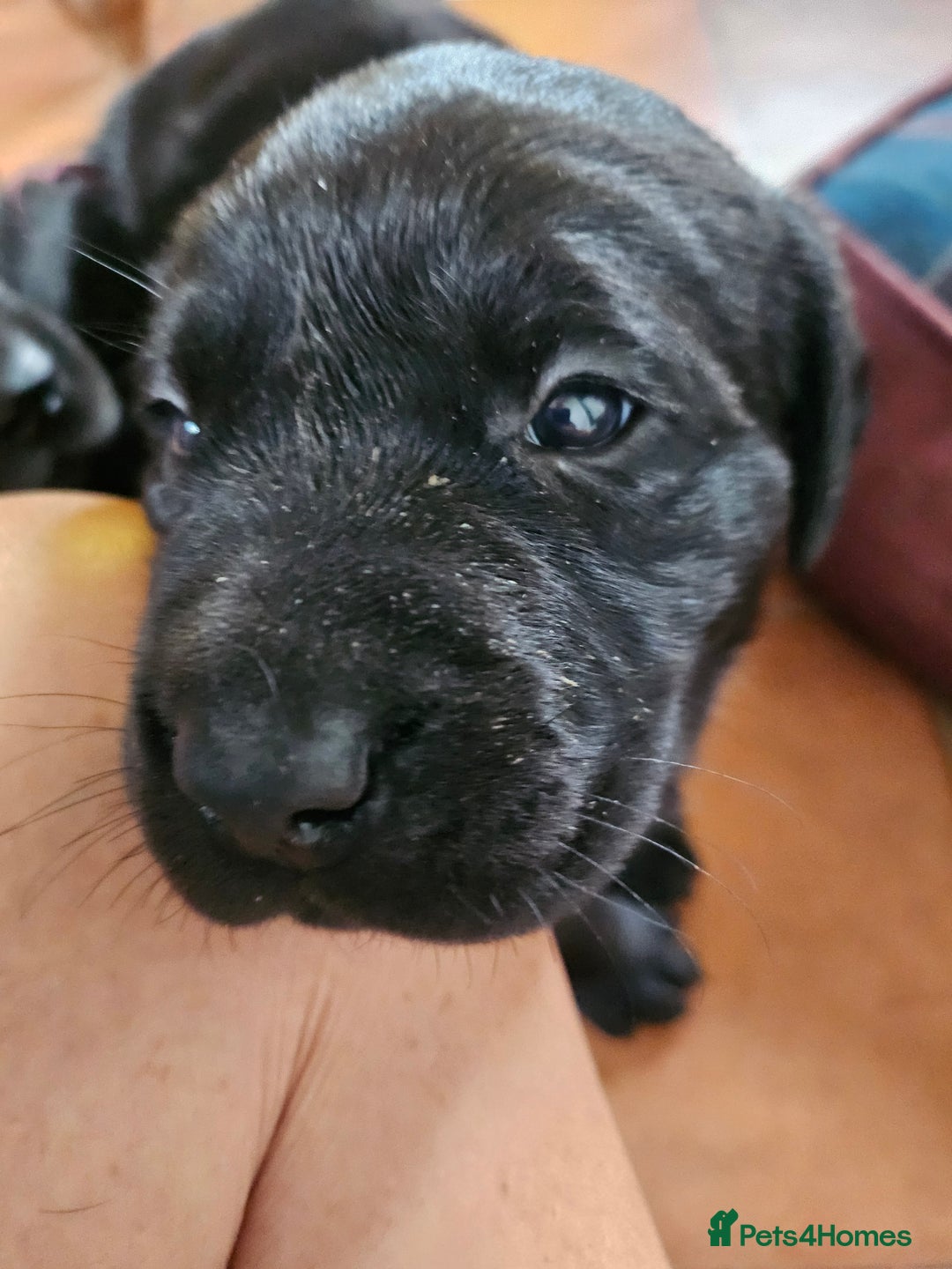 Labrador Retriever dogs for sale: KC Registered Black Labrador Puppies - Image 7
