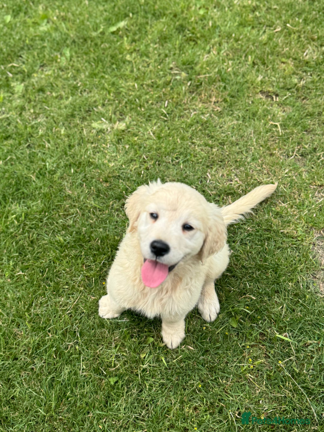 Golden Retriever dogs for sale: Healthy well socialised calm KC puppies - Image 20