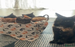 Mixed Breed cats for sale: Gorgeous fluffy kittens looking for a forever home - Image 3