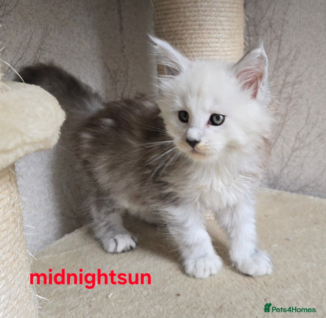 Maine Coon cats for sale: RARE Maine Coon Kittens Black Shaded  - Image 22