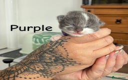 Norwegian Forest Cat cats for sale: Norwegian Forest cat x Scottish straight - Image 4