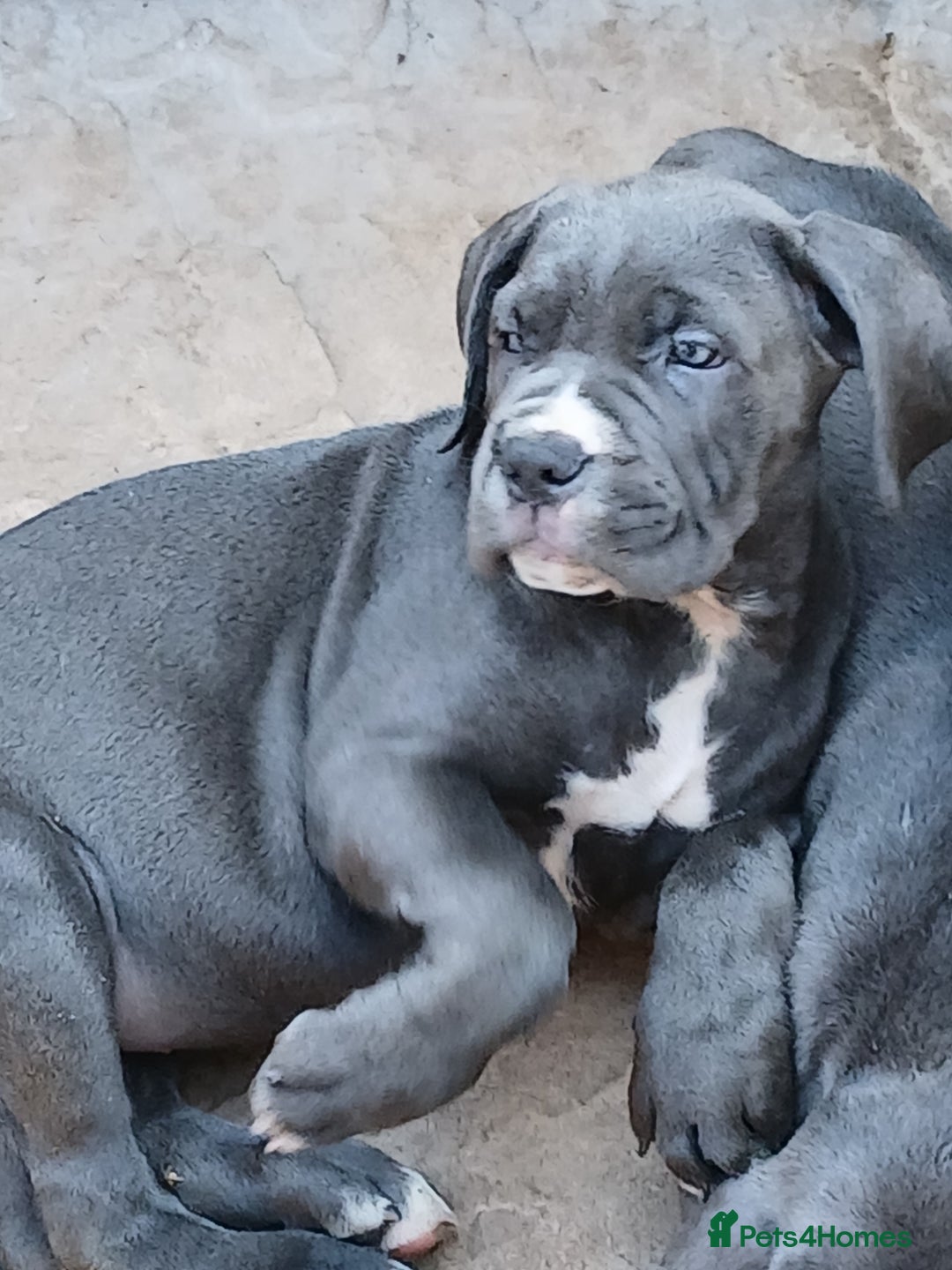 Cane Corso dogs for sale: 1 boy 2 girls remaining  - Image 11