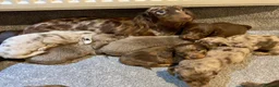 Miniature Dachshund dogs for sale: Adorable Miniature Dachshund Puppies For Sale - Advert 1