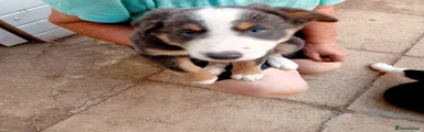 Border Collie 6