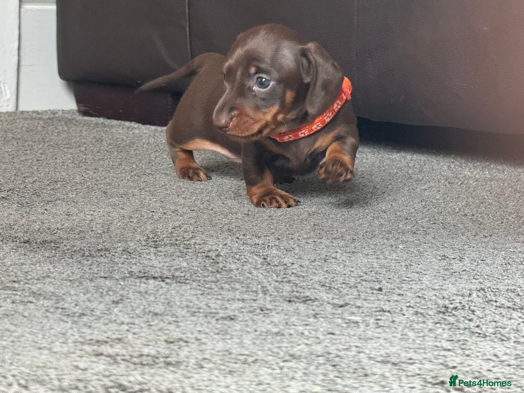 Miniature Dachshund dogs for sale: Smooth haired Miniature dachshund - Image 7