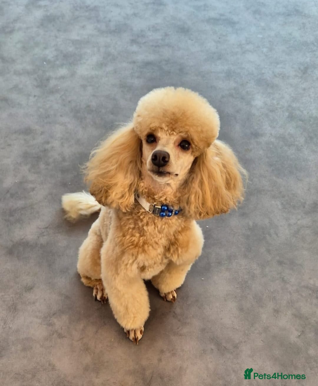 Shihpoo dogs for sale: Shihpoo babies  - Advert 4