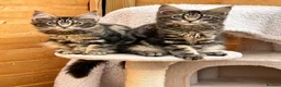 Maine Coon cats for sale: Majestic Maine coon kittens available  - Advert 9