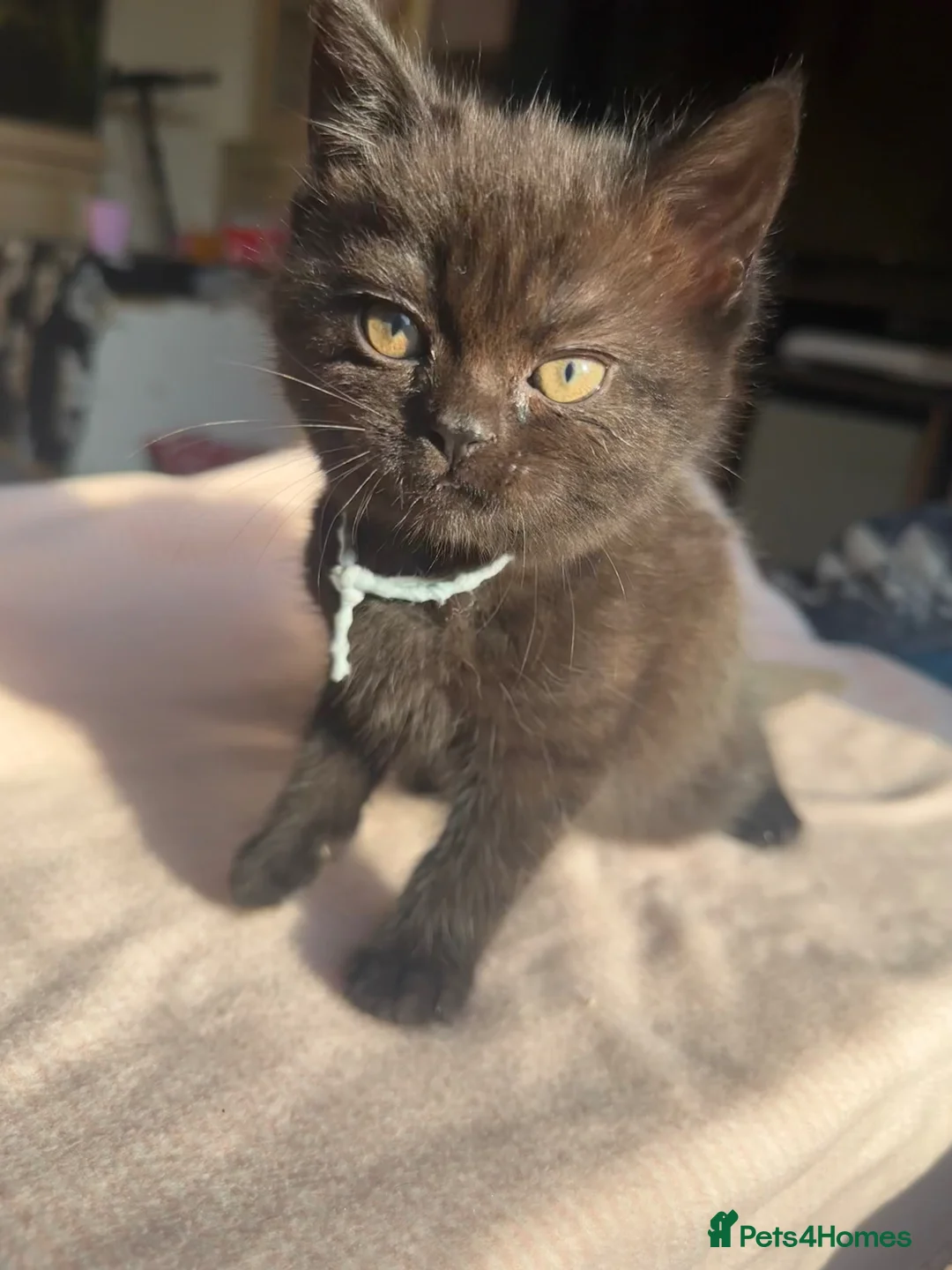 British Shorthair cats for sale: Last female British shorthair mix in Swindon - Advert 2