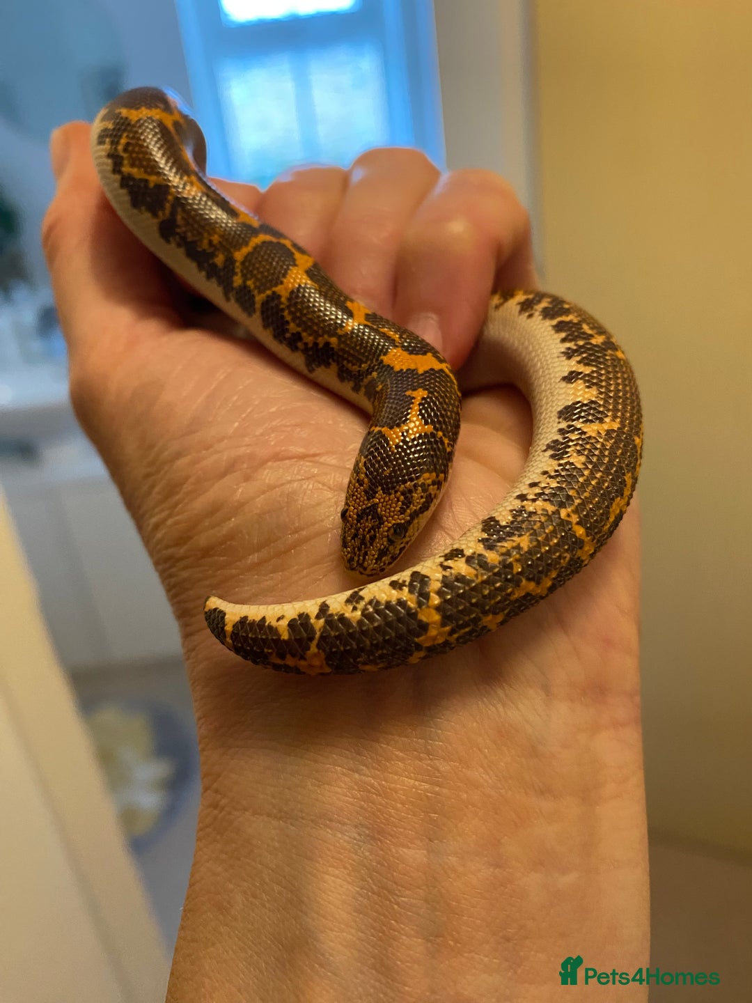 Boa Snake reptiles for sale: Female & male Kenyan Sand Boas - Advert 8