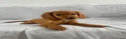 Cocker Spaniel dogs for sale: 4 outstanding cocker spaniels  - Advert 16