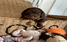 Miniature Dachshund dogs for sale: 🐾Beautiful KC Reg Miniature Dachshunds looking 🐾 - Image 4