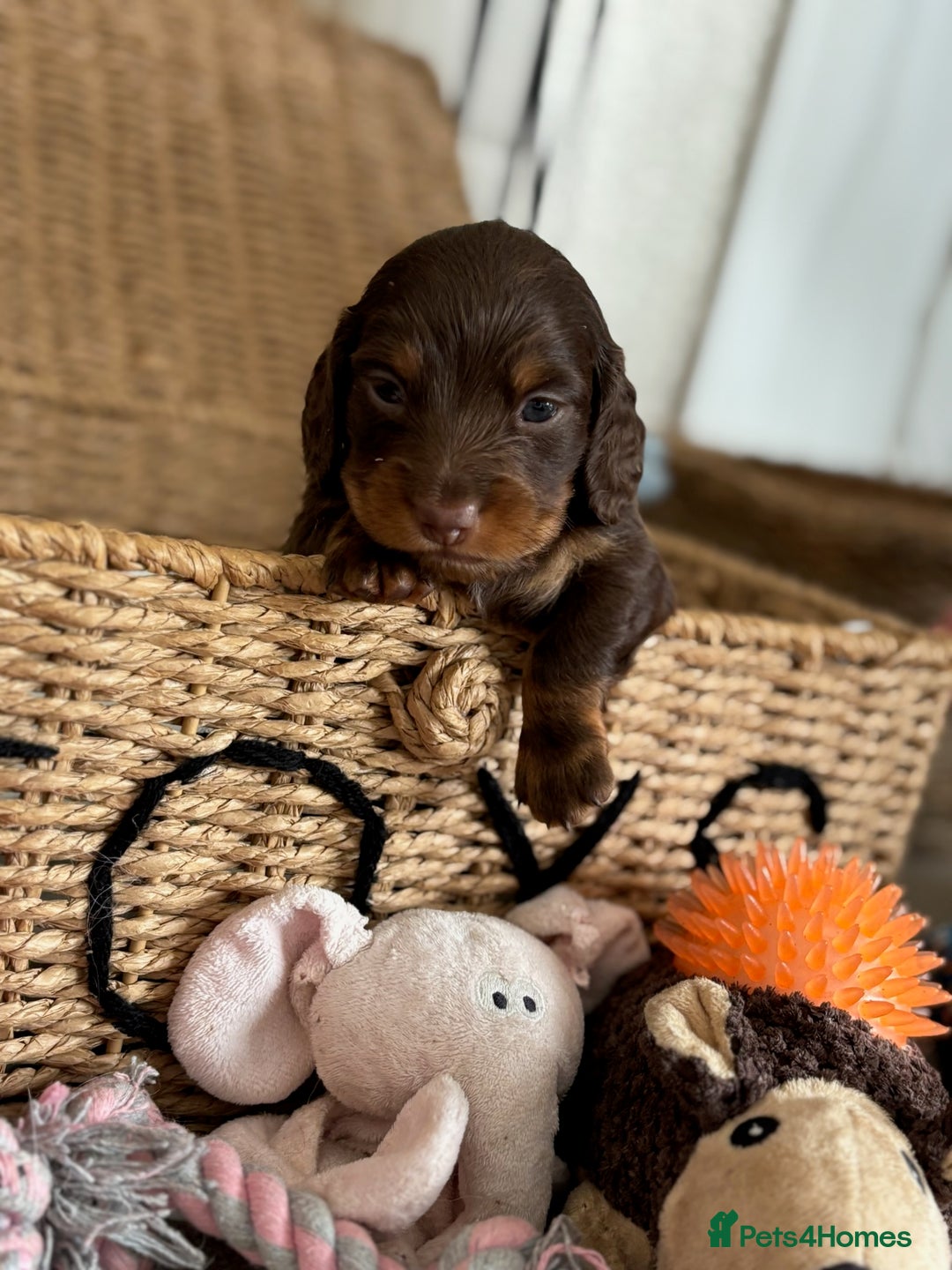 Miniature Dachshund dogs for sale: 🐾Beautiful KC Reg Miniature Dachshunds looking 🐾 - Image 4