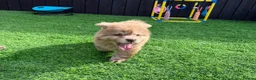 Chow Chow dogs for sale: Genuine exotic colour chowski puppies for sale - Advert 8