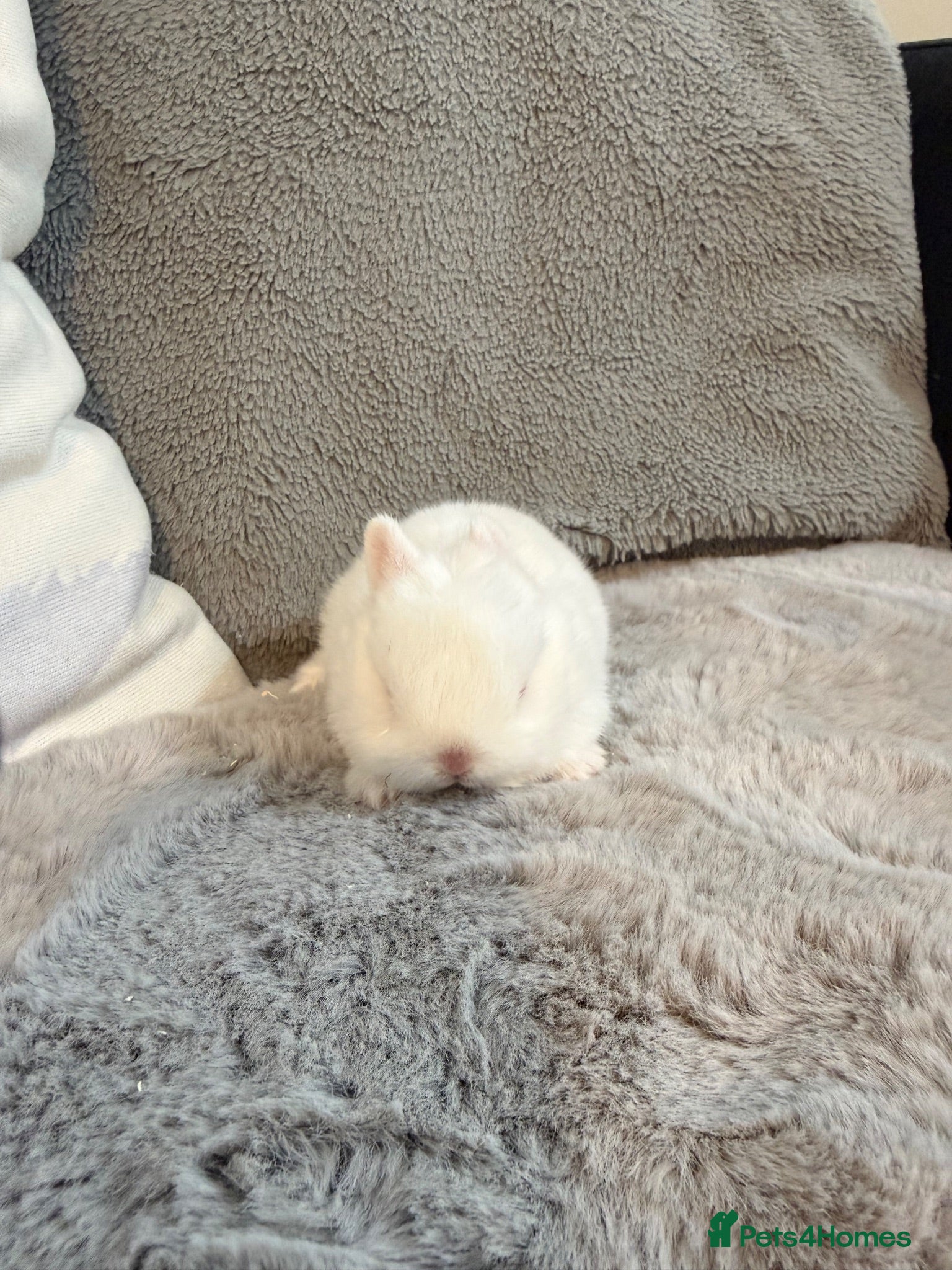 Netherland Dwarf rabbits Cute, cuddly Netherland Dwarf bunnies  - Advert 2