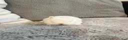 Netherland Dwarf rabbits for sale: Cute, cuddly Netherland Dwarf bunnies  - Advert 4