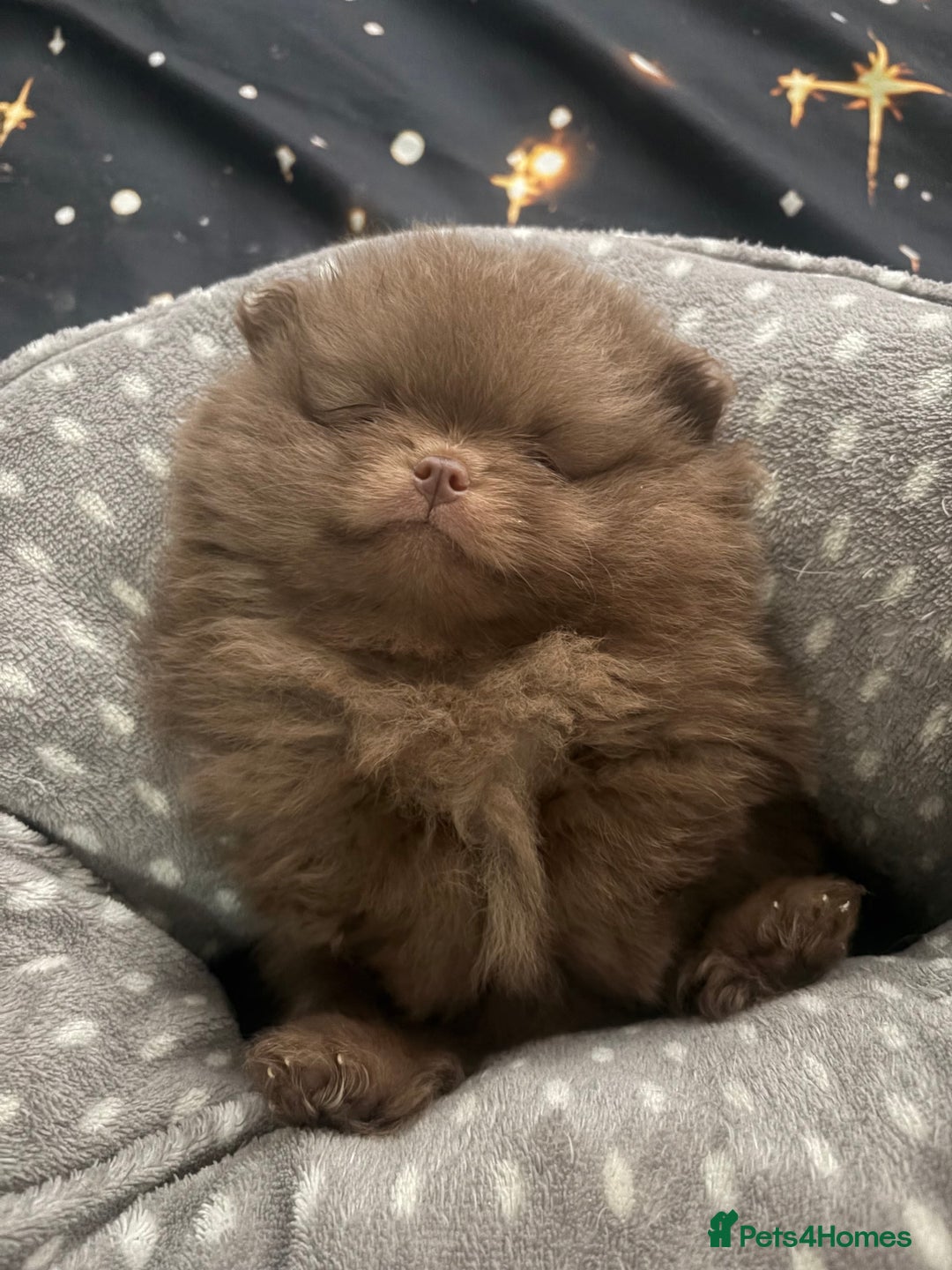Pomeranian dogs for sale: 3 amazing teddy bear face puppies 🐻🐻🐻 - Advert 3