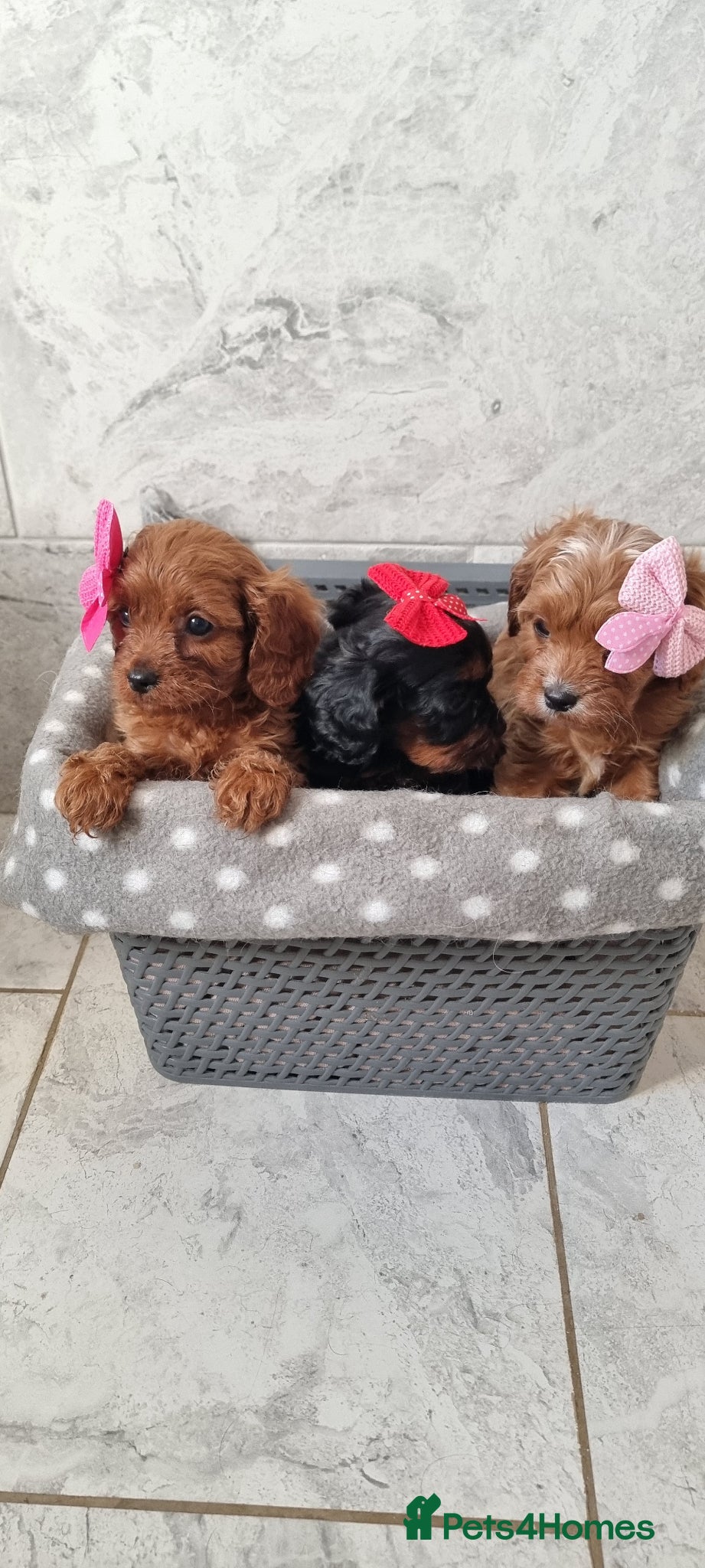 Cavapoo dogs (REDUCED)Tiny F1 toy cavapoos READY NOW - Advert 14