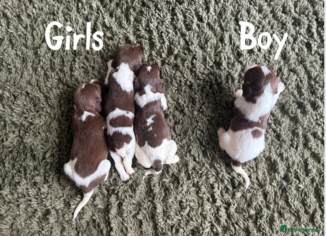 English Springer Spaniel dogs 🐶KC REG SPRINGER SPANIEL PUPPIES READY 3rd JULY🐶 - Advert 1