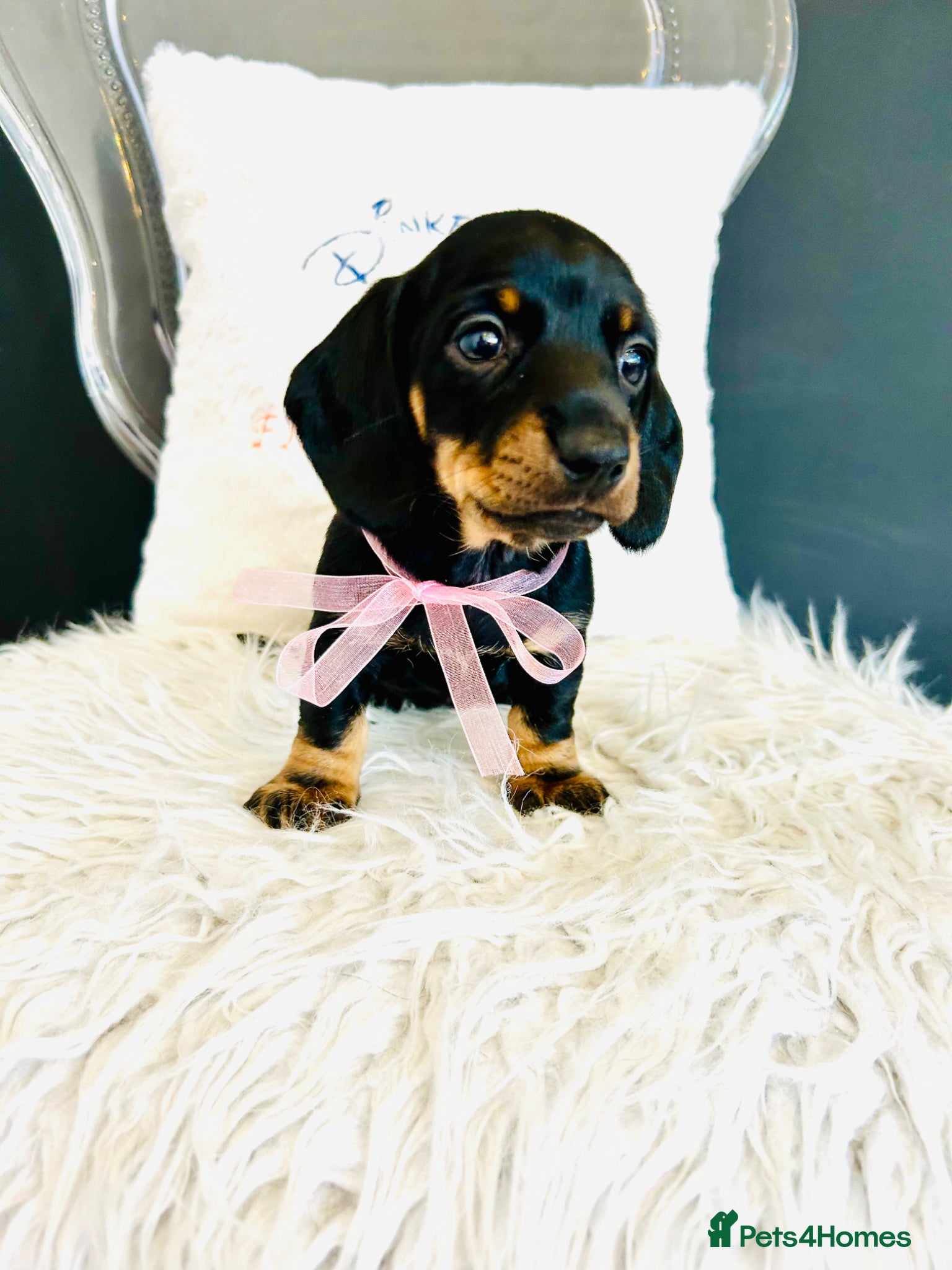Miniature Dachshund dogs True Miniatures 5 star Breeder ⭐️⭐️⭐️⭐️⭐️ - Advert 17