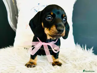 Miniature Dachshund dogs True Miniatures 5 star Breeder ⭐️⭐️⭐️⭐️⭐️ - Advert 17