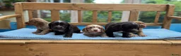 Cocker Spaniel dogs for sale: Two handsome chocolate brown and golden males  - Advert 13