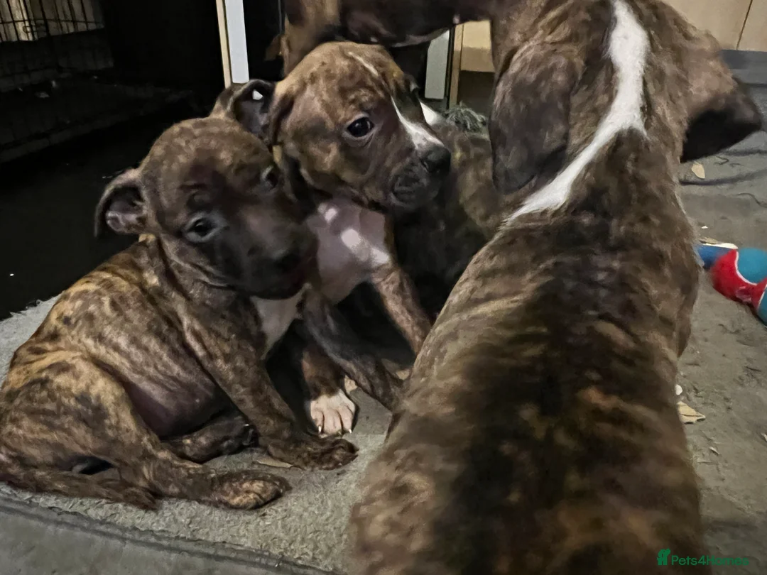 Mixed Breed dogs for sale: Blue Staffy x Boerboel – Ready for a Home - Advert 6