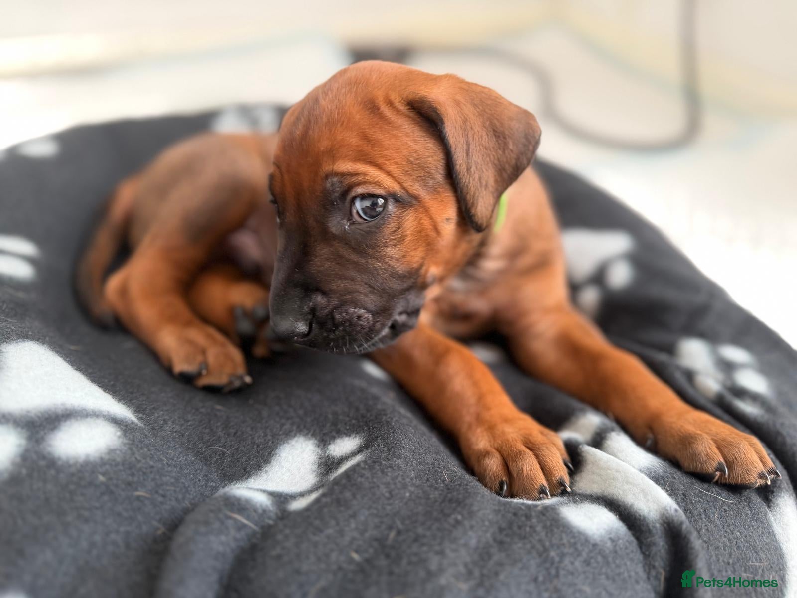 Rhodesian Ridgeback dogs for sale: Stunning KC Registered Rhodesian Ridgeback Puppies - Advert 21