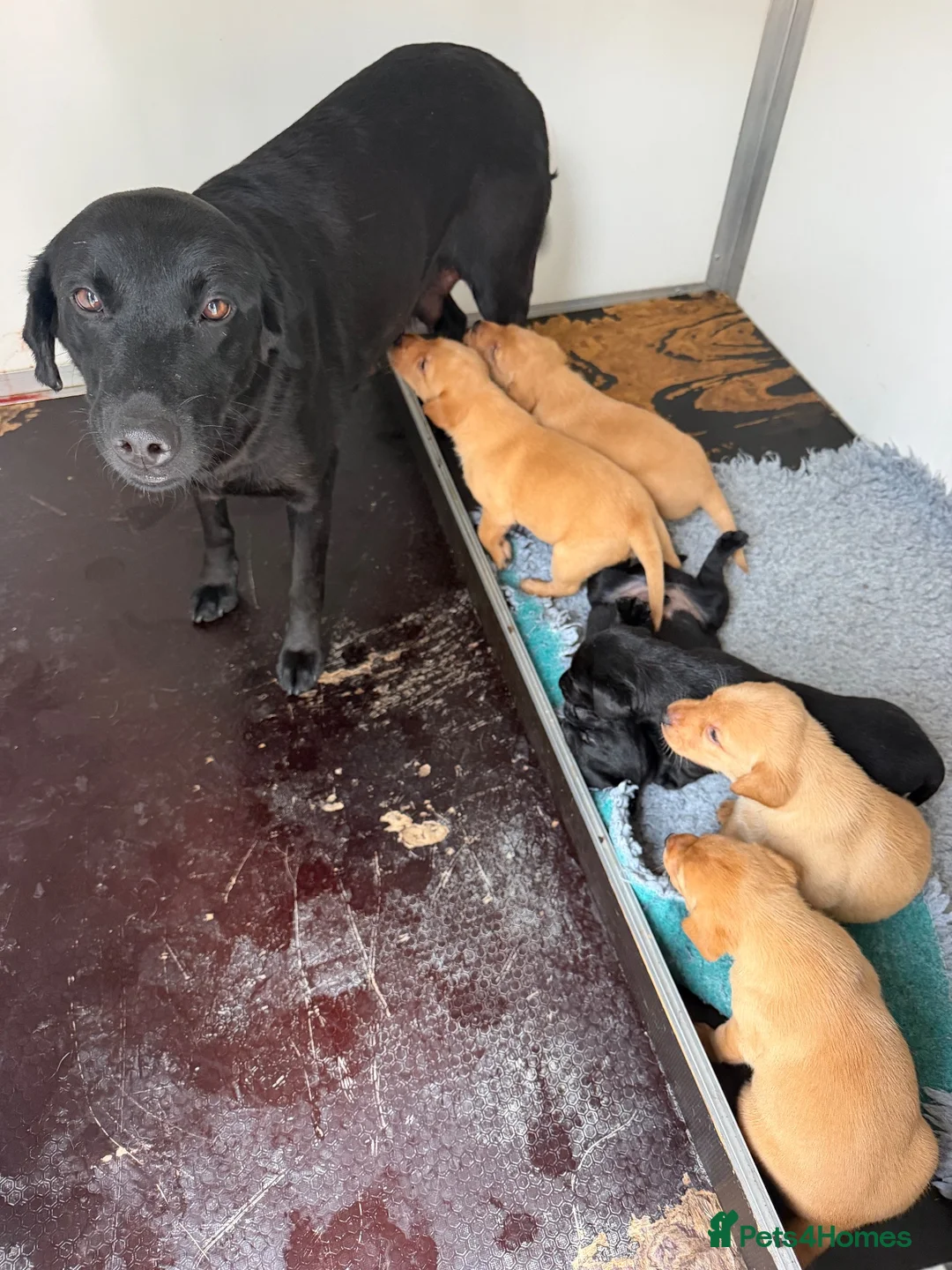 Labrador Retriever dogs for sale: 1st Class ⭐️⭐️⭐️⭐️⭐️ Licensed - Advert 10