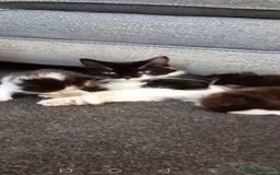 Mixed Breed cats for sale: Ragdoll mix tuxedo kittens - Image 1