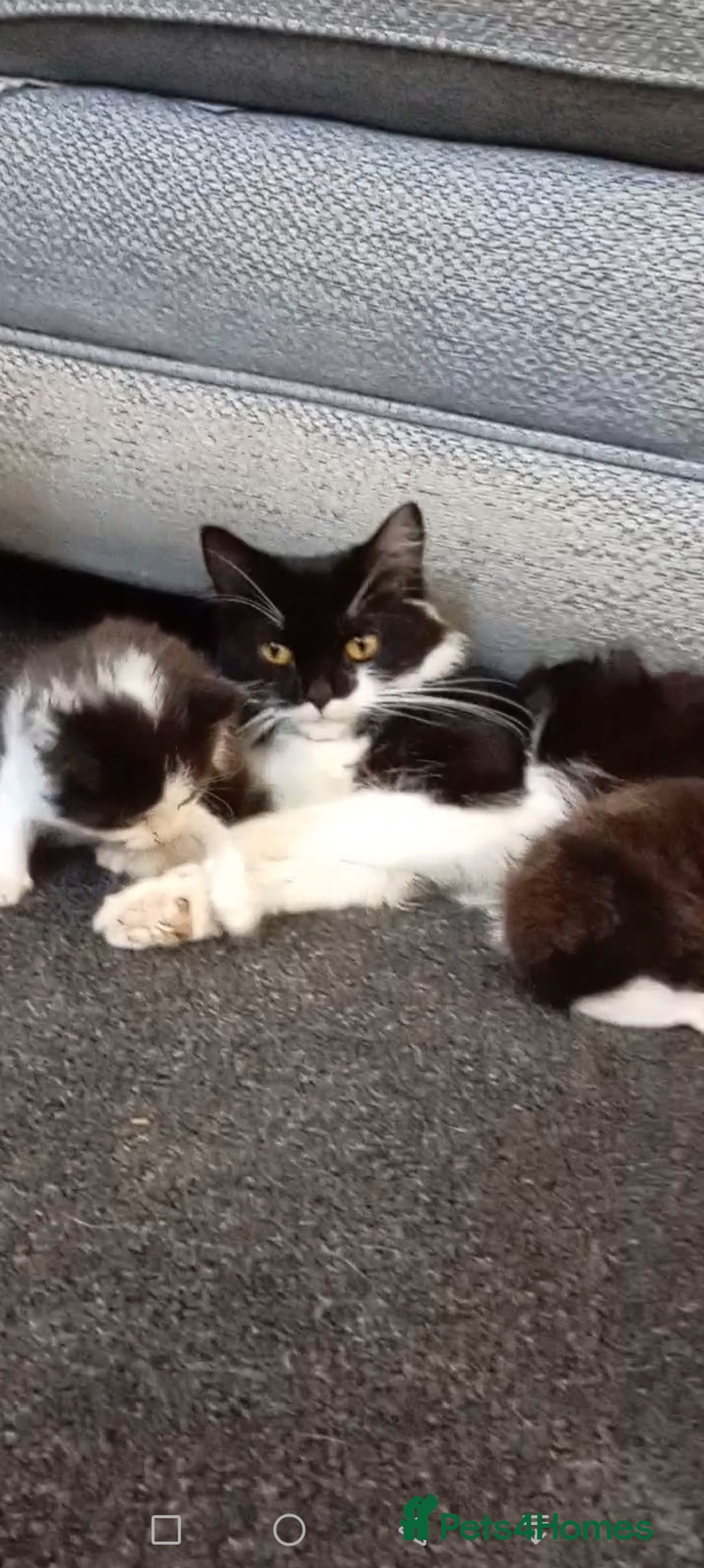 Mixed Breed cats for sale: Ragdoll mix tuxedo kittens - Image 1