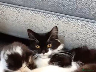 Mixed Breed cats - Advert 10