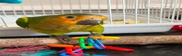 Conures birds for sale: St Thomas conure (brown throated) - Advert 1