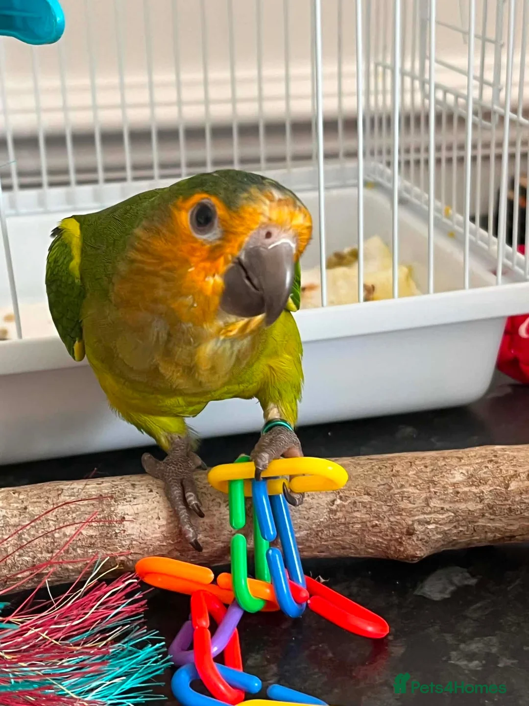 Conures birds for sale: St Thomas conure (brown throated) - Advert 1