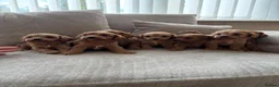 Cavapoo dogs for sale: Cavapoo puppies ruby red - Advert 8