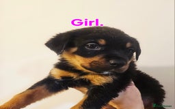 Rottweiler dogs for sale: READY NOW- Beautiful Rottweiler Puppies - Image 30